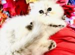 Princess Lala - Persian Kitten For Sale - 