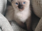 Siamese seal Point female - Siamese Kitten For Sale - 