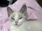 Ragameses - Ragdoll Kitten For Sale - 