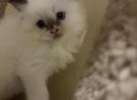Halo - Ragamuffin Kitten For Sale - NY&comma; US