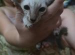 TsuTi - Siamese Kitten For Sale - Mount Holly&comma; NC&comma; US
