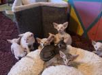 TsuTi - Siamese Kitten For Sale - Mount Holly&comma; NC&comma; US