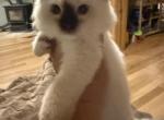 Mister - Ragdoll Kitten For Sale - Church Hill&comma; TN&comma; US