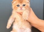 Cherry - Scottish Fold Kitten For Sale - Atlanta&comma; GA&comma; US