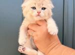 Clover - Scottish Fold Kitten For Sale - Atlanta&comma; GA&comma; US