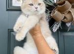 British kittens - British Shorthair Kitten For Sale - Atlanta&comma; GA&comma; US