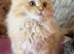 Persian kittens - Persian Kitten For Sale - St&period; Joseph&comma; MI&comma; US