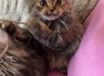 Persian kittens - Persian Kitten For Sale - St&period; Joseph&comma; MI&comma; US