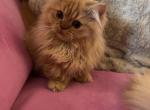 Female red tabby munchkin kitten - Munchkin Kitten For Sale - St&period; Joseph&comma; MI&comma; US