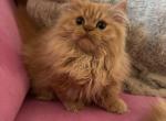 Female red tabby munchkin kitten - Munchkin Kitten For Sale - 