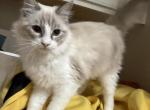 Ragdoll Siamese - Siamese Kitten For Adoption - Moreno Valley&comma; CA&comma; US