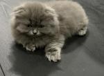 LH Gray Girl - Scottish Fold Kitten For Sale - Christiana&comma; TN&comma; US
