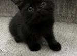 Black Girl - Scottish Straight Kitten For Sale - Christiana&comma; TN&comma; US