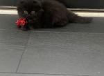 LH Black Girl - Scottish Fold Kitten For Sale - Christiana&comma; TN&comma; US