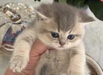 Axel Big and Chunky Blue Golden British Shorthair - British Shorthair Kitten For Sale - Matthews&comma; NC&comma; US