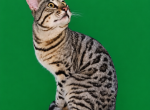 Male Bengal named Starfire 19 months old - Bengal Cat For Sale - MI&comma; US