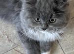 LITTLE BLUE ANGEL - Munchkin Kitten For Sale - Brookings&comma; OR&comma; US