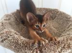Mishka - Abyssinian Kitten For Sale - Palm Coast&comma; FL&comma; US