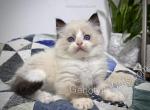 Nagini - Ragdoll Kitten For Sale - Tuscaloosa&comma; AL&comma; US