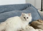 Mochi - British Shorthair Kitten For Sale - 