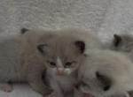 Mias kittens - Ragdoll Kitten For Sale - Auburn&comma; WA&comma; US