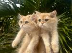 British long hair golden chinchilla female male - British Shorthair Kitten For Sale - Hallandale&comma; FL&comma; US