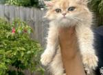 British Long Hair Golden Chinchilla Female - British Shorthair Kitten For Sale - Hallandale&comma; FL&comma; US
