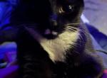 Boots - Domestic Kitten For Adoption - 