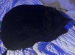 No name - Domestic Kitten For Sale - Newnan&comma; GA&comma; US