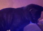 No names - Domestic Kitten For Sale - Newnan&comma; GA&comma; US