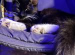 Name - Domestic Kitten For Sale - Newnan&comma; GA&comma; US