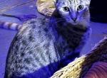 Stripes - Domestic Kitten For Sale - Newnan&comma; GA&comma; US
