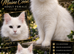 Petal - Maine Coon Kitten For Sale - Ellenton&comma; FL&comma; US