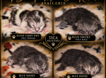 Journeys littles - Maine Coon Kitten For Sale - Ellenton&comma; FL&comma; US