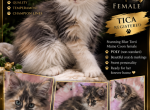Vada littles - Maine Coon Kitten For Sale - Ellenton&comma; FL&comma; US