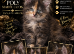 Slinkz littles - Maine Coon Kitten For Sale - Ellenton&comma; FL&comma; US