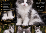 Sugas littles - Maine Coon Kitten For Sale - Ellenton&comma; FL&comma; US