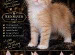Zeldas littles - Maine Coon Kitten For Sale - Ellenton&comma; FL&comma; US
