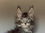 Yuvel - Maine Coon Kitten For Sale - CO&comma; US