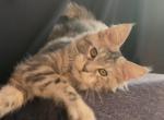 Ornella - Maine Coon Kitten For Sale - CO&comma; US