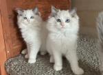 Stunning Ragdoll Kittens - Ragdoll Kitten For Sale - American Canyon&comma; CA&comma; US