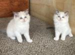 Stunning Ragdoll Kittens - Ragdoll Kitten For Sale - American Canyon&comma; CA&comma; US