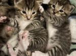 None yet - American Shorthair Kitten For Sale - Bloomfield&comma; NJ&comma; US