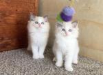 Sweet Ragdoll Girl Kitten - Ragdoll Kitten For Sale - American Canyon&comma; CA&comma; US
