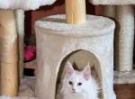 Anchor - Maine Coon Kitten For Sale - Virginia Beach&comma; VA&comma; US
