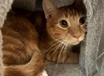 Fanta - Domestic Cat For Adoption - Lakeland&comma; FL&comma; US