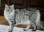 Black silver mackerel tabby - Maine Coon Kitten For Sale - Jasper&comma; GA&comma; US