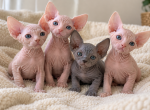 Litter B - Sphynx Kitten For Sale - Wellesley&comma; MA&comma; US