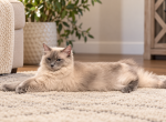 BOBBY - Ragdoll Cat For Sale - 