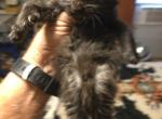 Smoke A Poly - Maine Coon Kitten For Sale - TX&comma; US